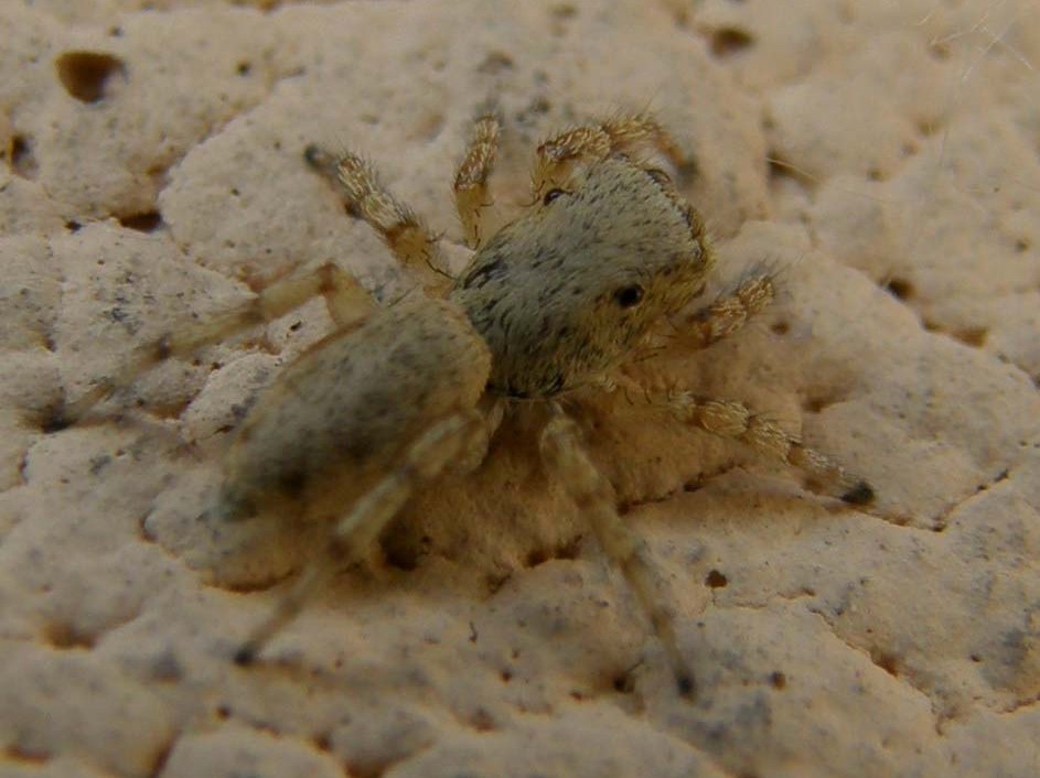 Salticus cf. mutabilis