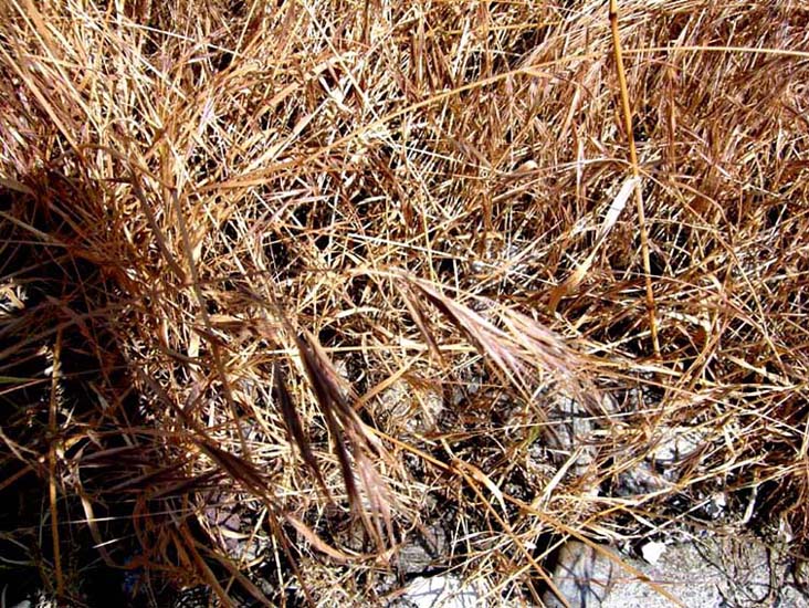 Anisantha cfr. sterilis  (Poaceae)