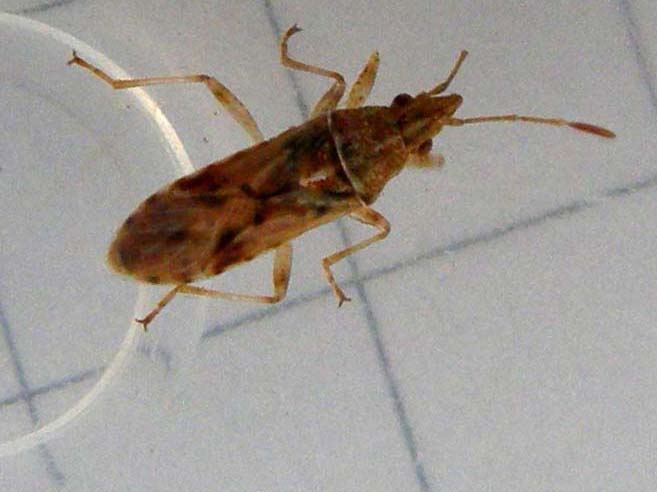 Lygaeidae: Belonochilus numenius in Lombardia (MI)