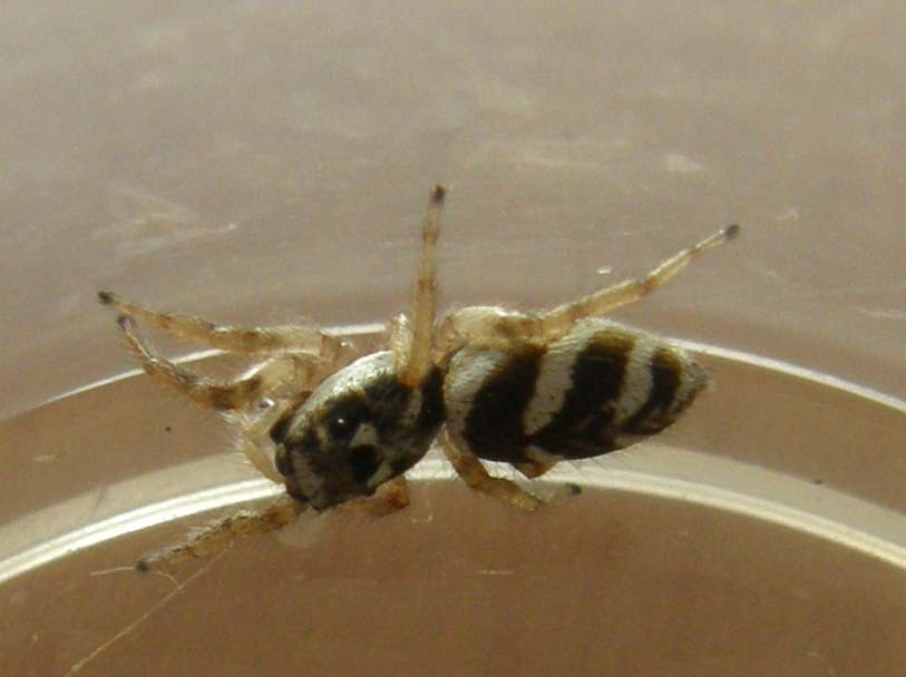 Salticus scenicus