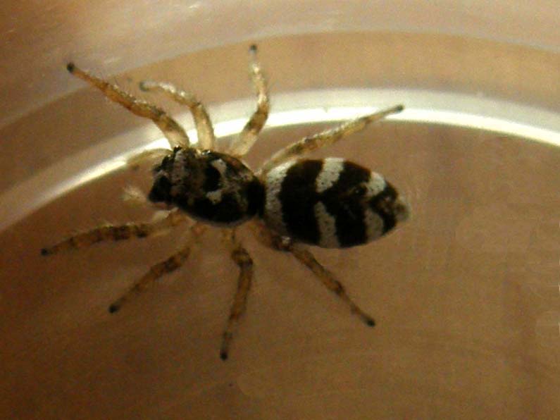 Salticus scenicus