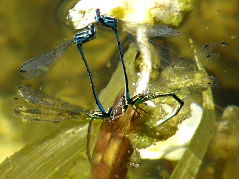 Doppio accoppiamento di Coenagrionidae
