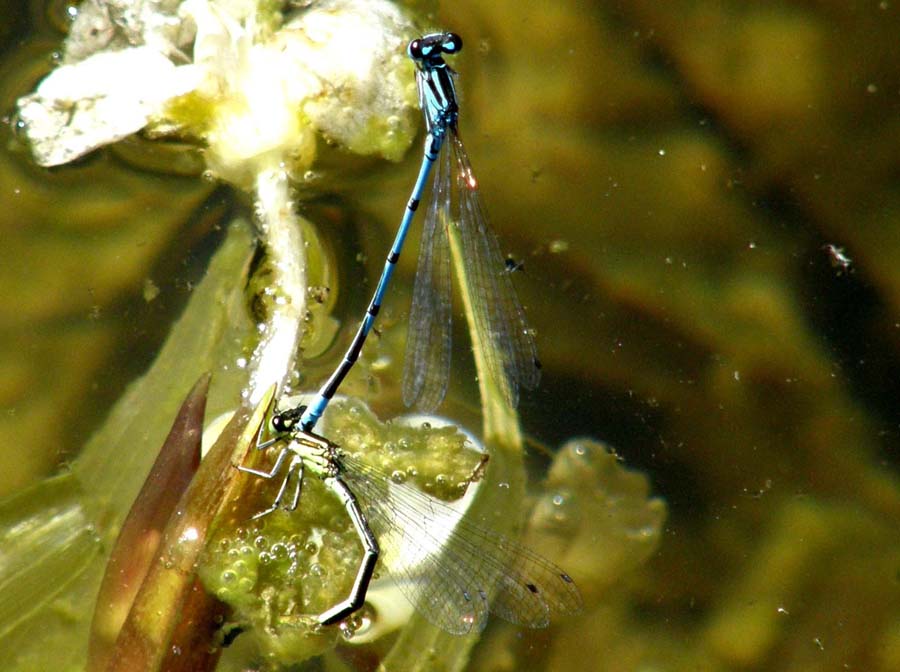 Doppio accoppiamento di Coenagrionidae
