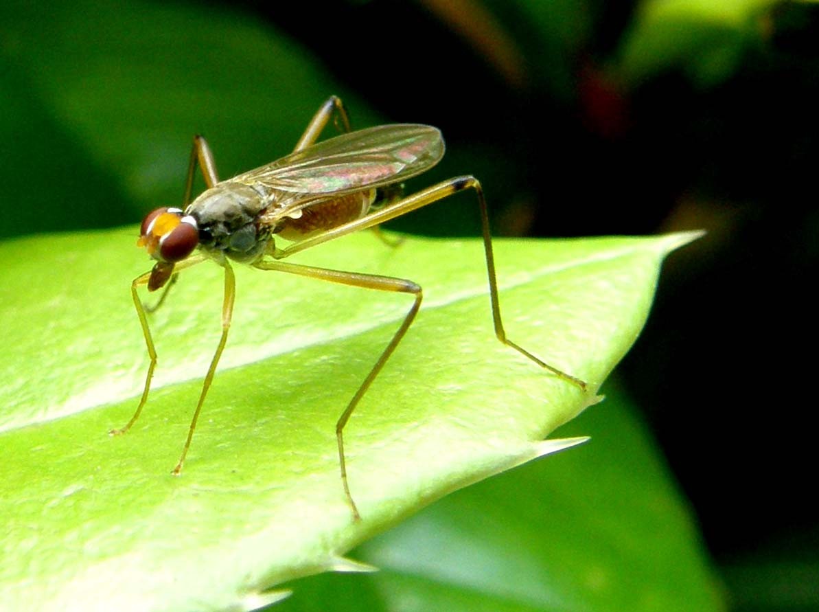 Sembra abbia i trampoli: Neria cf.cibaria