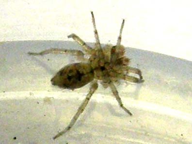 Oecobius cf. navus