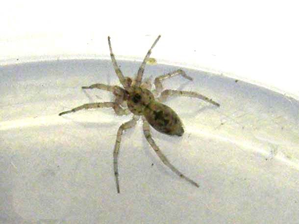 Oecobius cf. navus