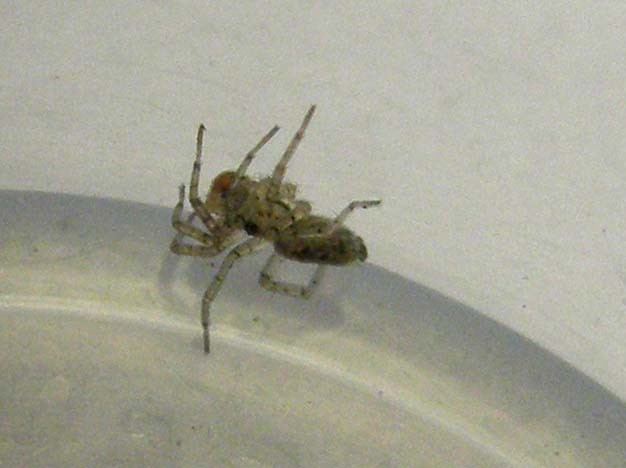 Oecobius cf. navus