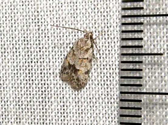 Farfallina da identificare