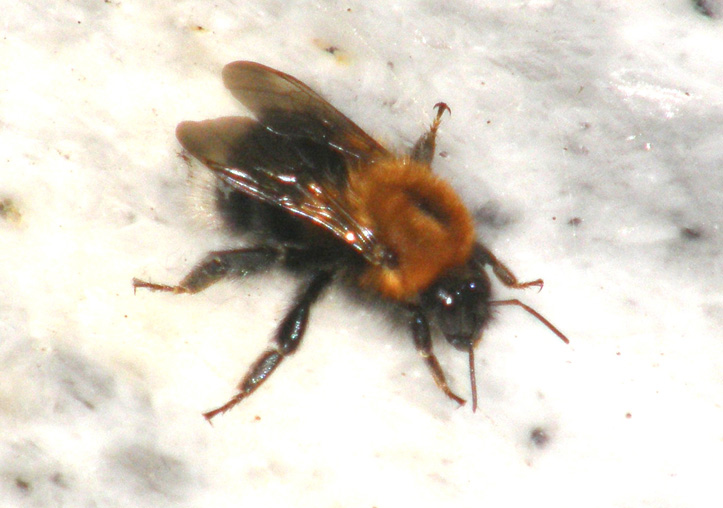 Bombo da identificare
