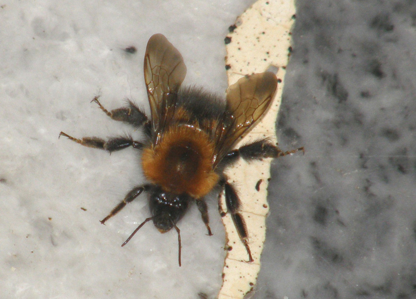 Bombo da identificare