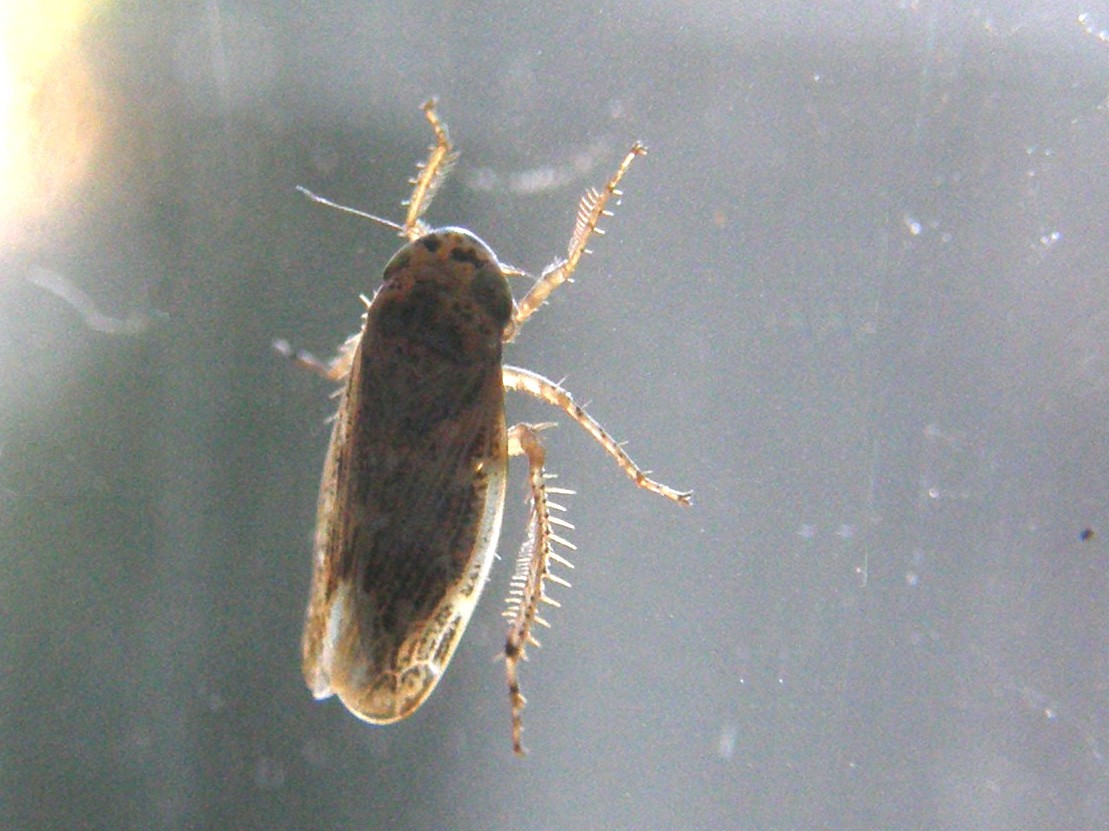 Euscelis sp.
