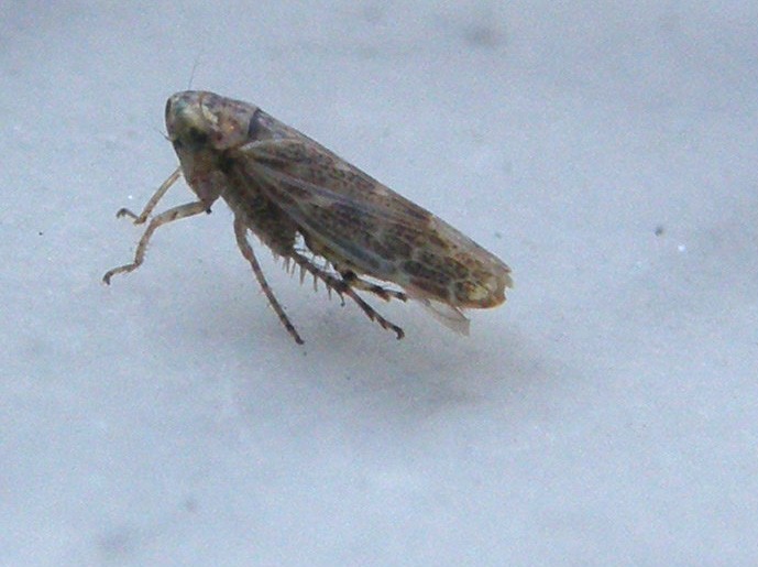 Euscelis sp.