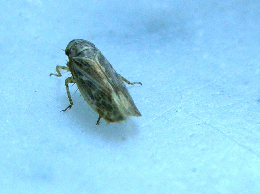 Euscelis sp.