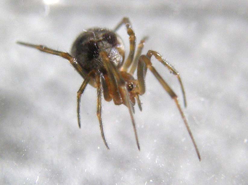 Steatoda triangulosa