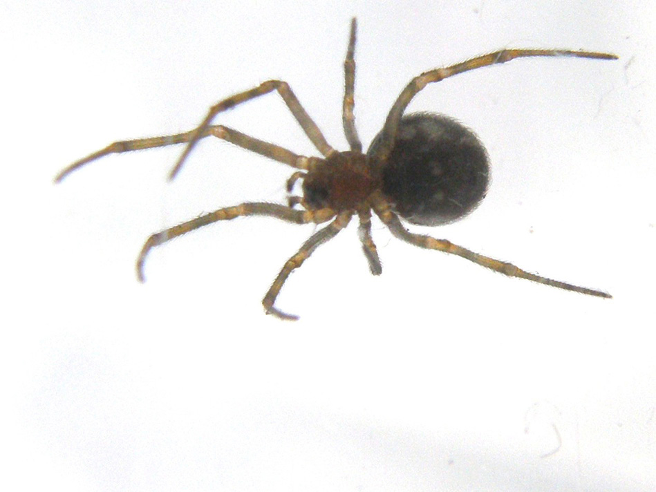 Steatoda triangulosa