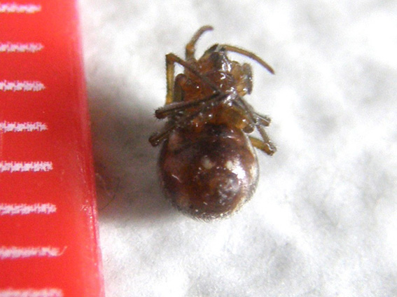Steatoda triangulosa