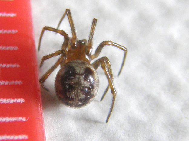 Steatoda triangulosa