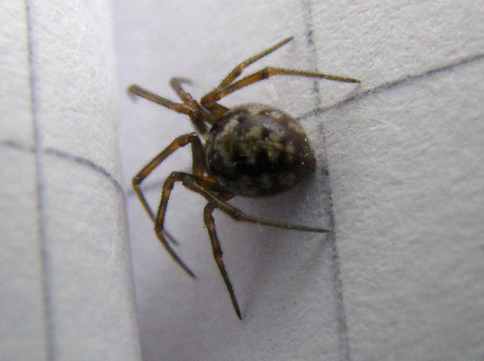 Steatoda triangulosa