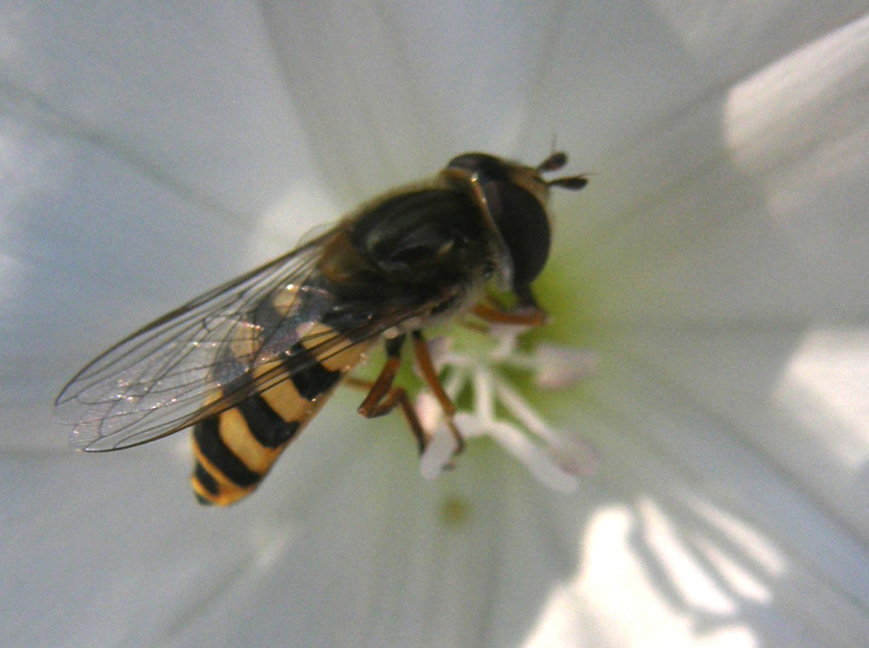 Syrphidae da identificare