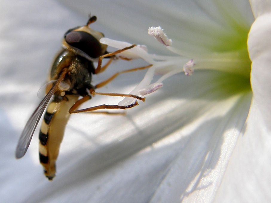 Syrphidae da identificare