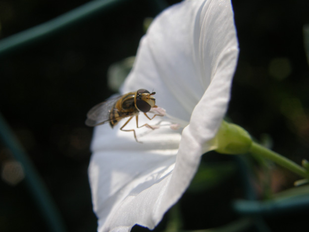 Syrphidae da identificare