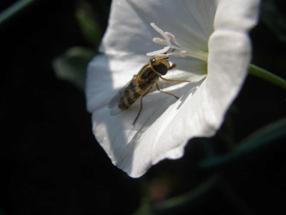 Syrphidae da identificare