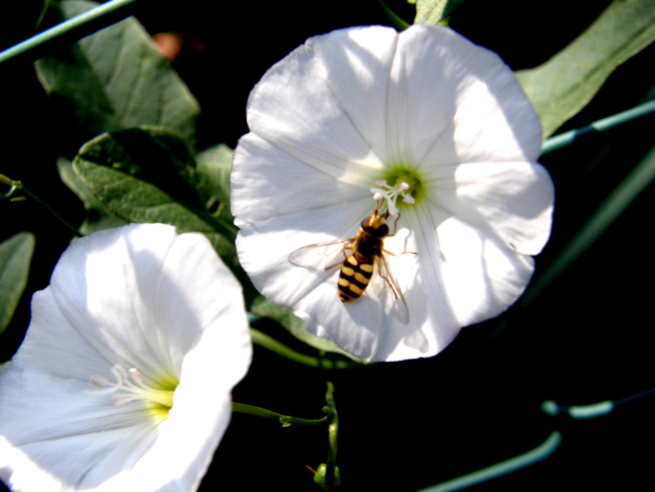 Syrphidae da identificare