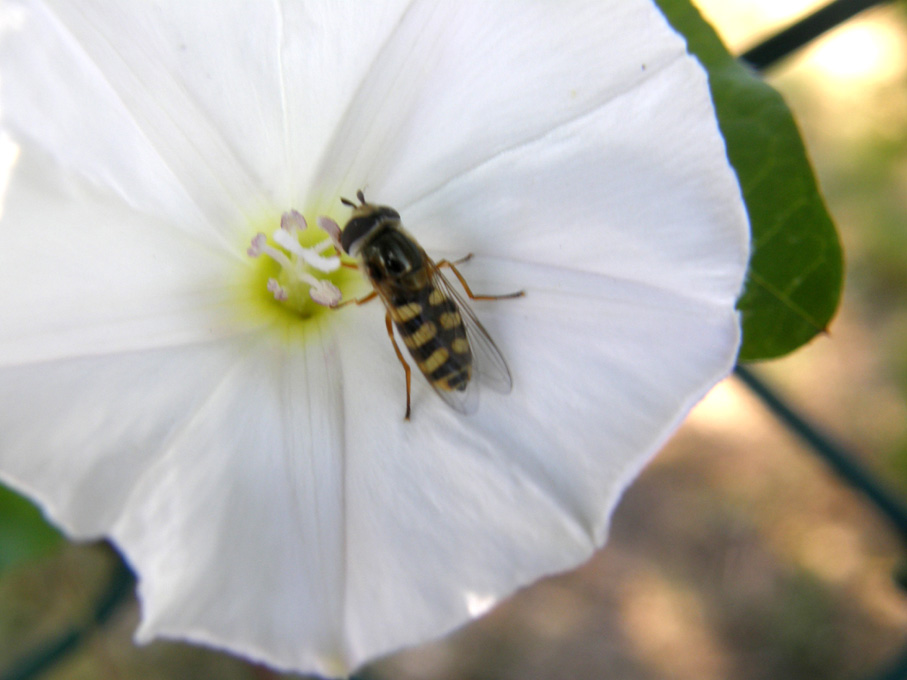 Syrphidae da identificare