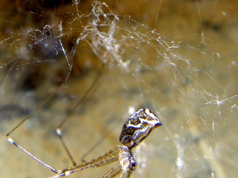 Holocnemus pluchei