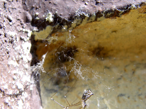 Holocnemus pluchei