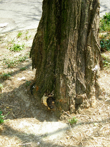 Alla base di una robinia morta (Perenniporia fraxinea)