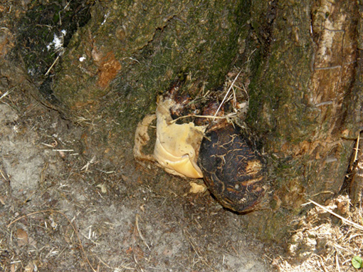 Alla base di una robinia morta (Perenniporia fraxinea)