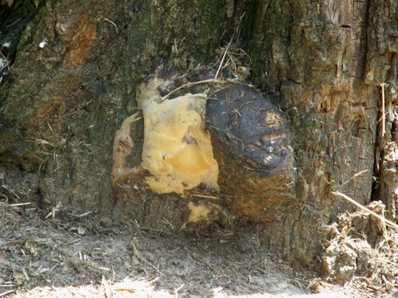 Alla base di una robinia morta (Perenniporia fraxinea)