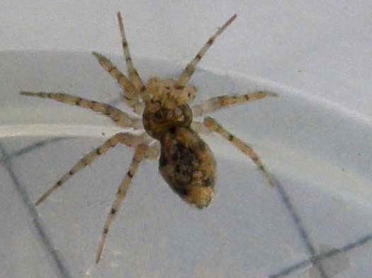 Oecobius sp.