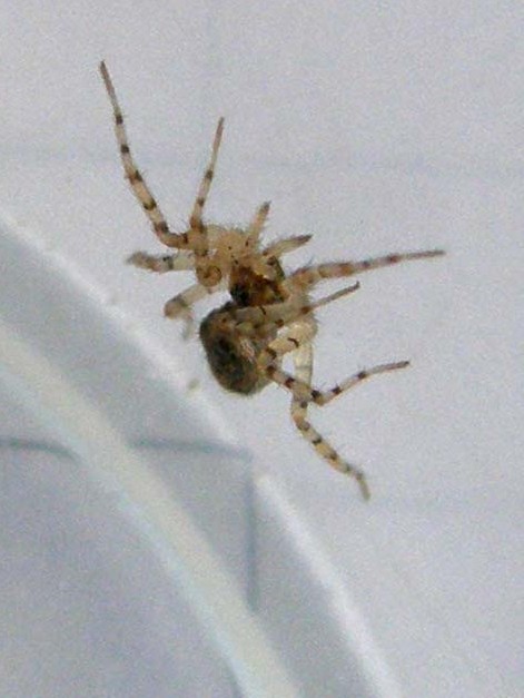 Oecobius sp.