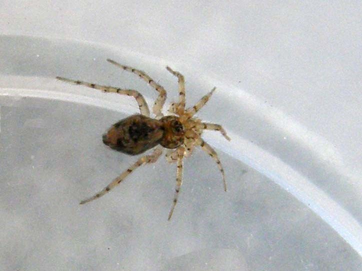 Oecobius sp.