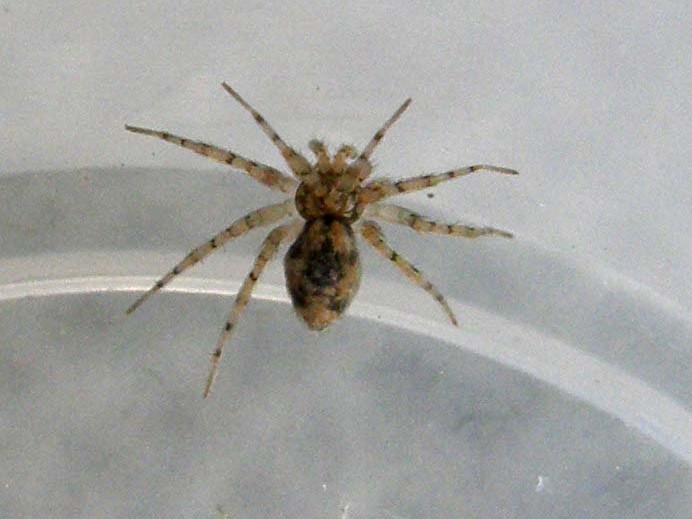 Oecobius sp.