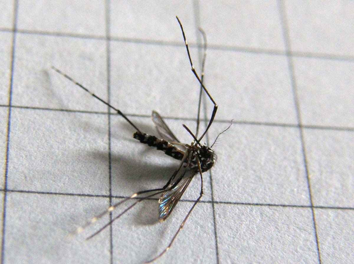Aedes albopictus