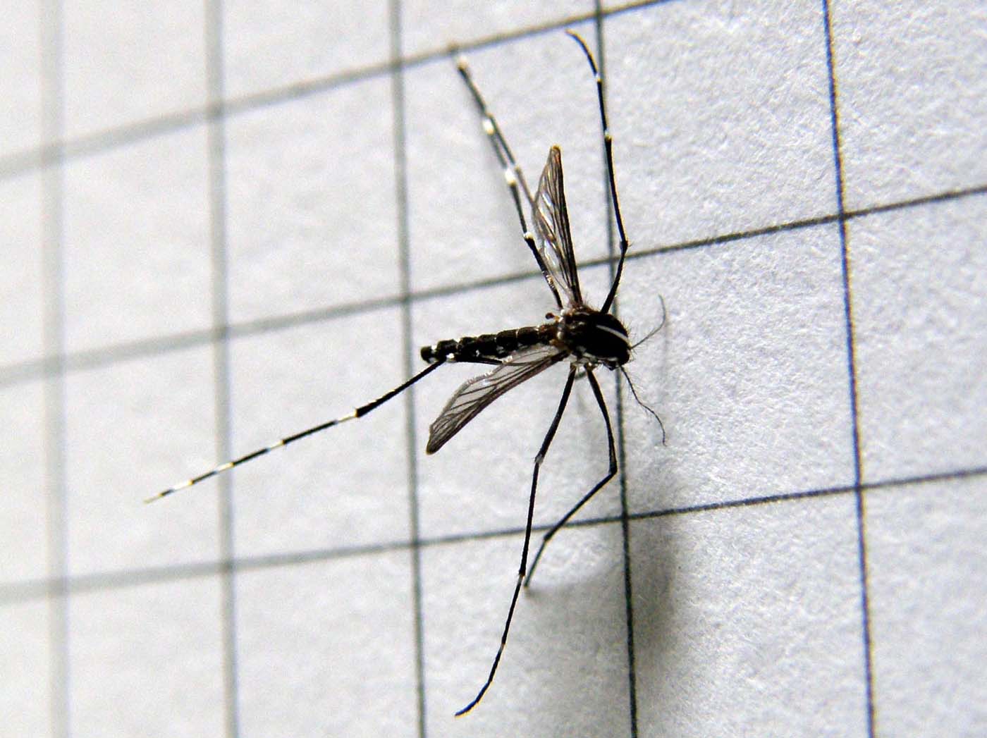 Aedes albopictus