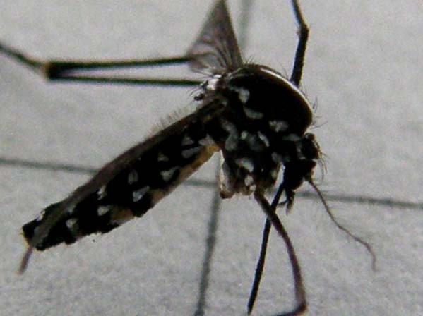 Aedes albopictus