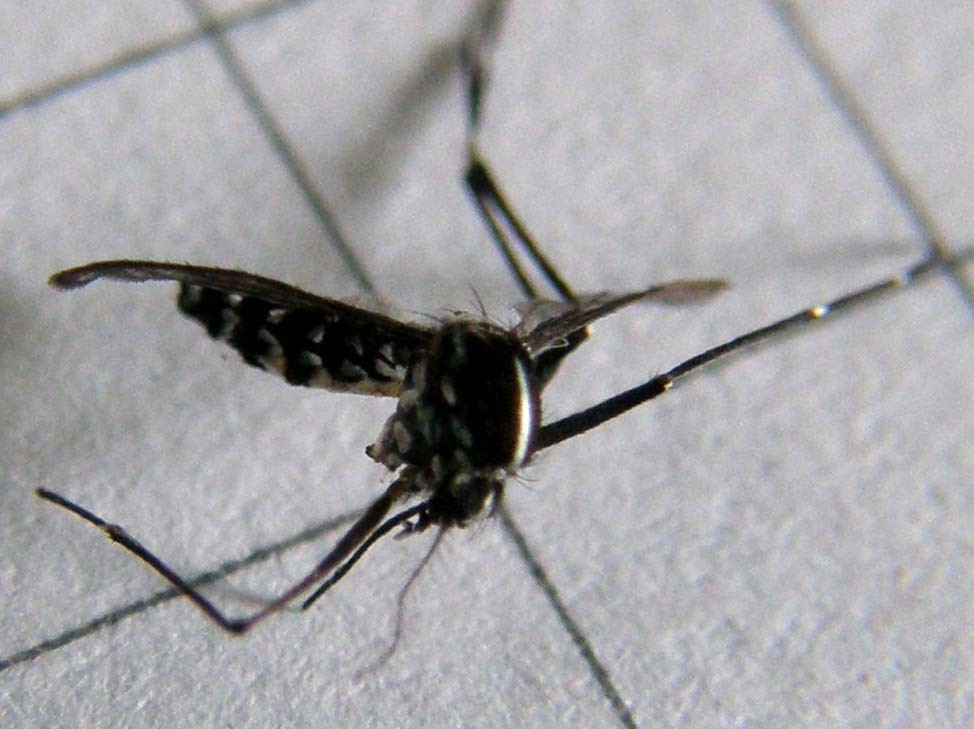 Aedes albopictus
