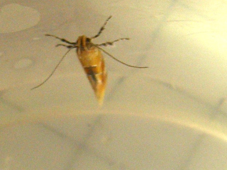 cfr. Epicallima formosella