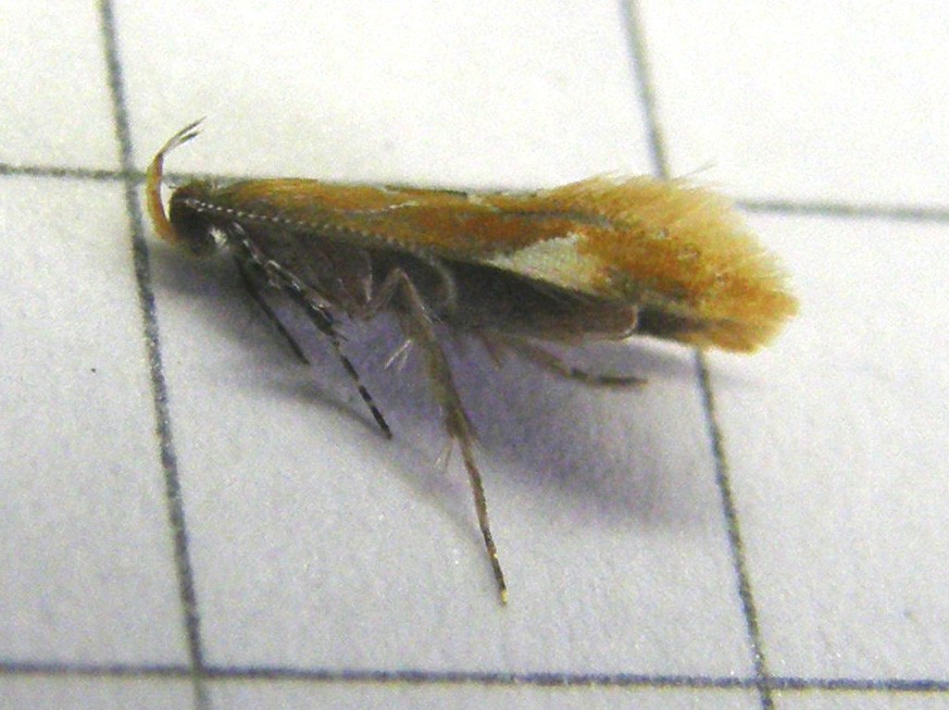 cfr. Epicallima formosella