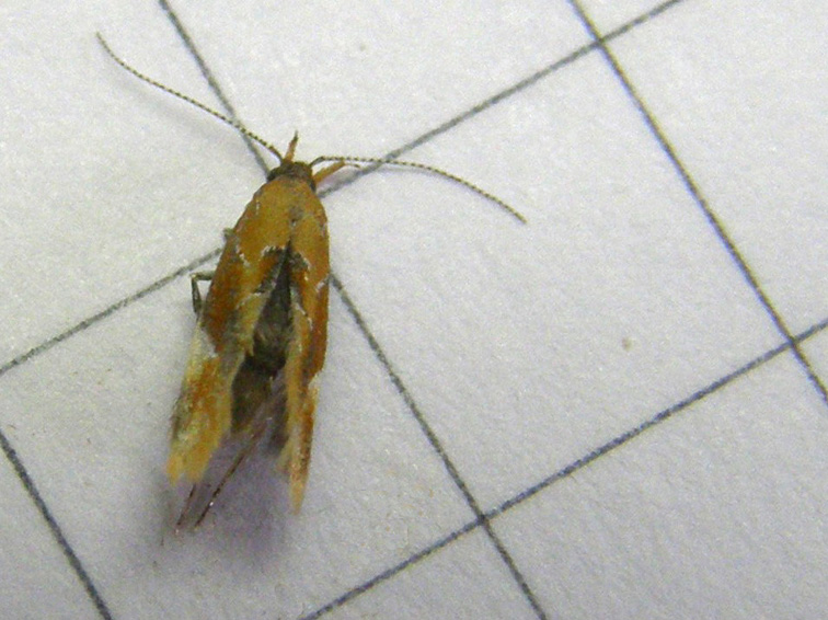 cfr. Epicallima formosella