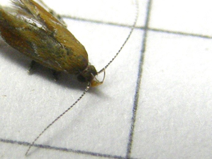 cfr. Epicallima formosella