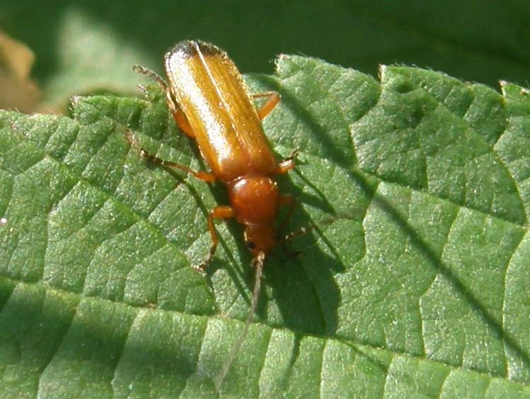 Rhagonycha fulva (Cantharidae)