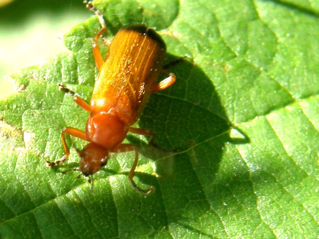 Rhagonycha fulva (Cantharidae)