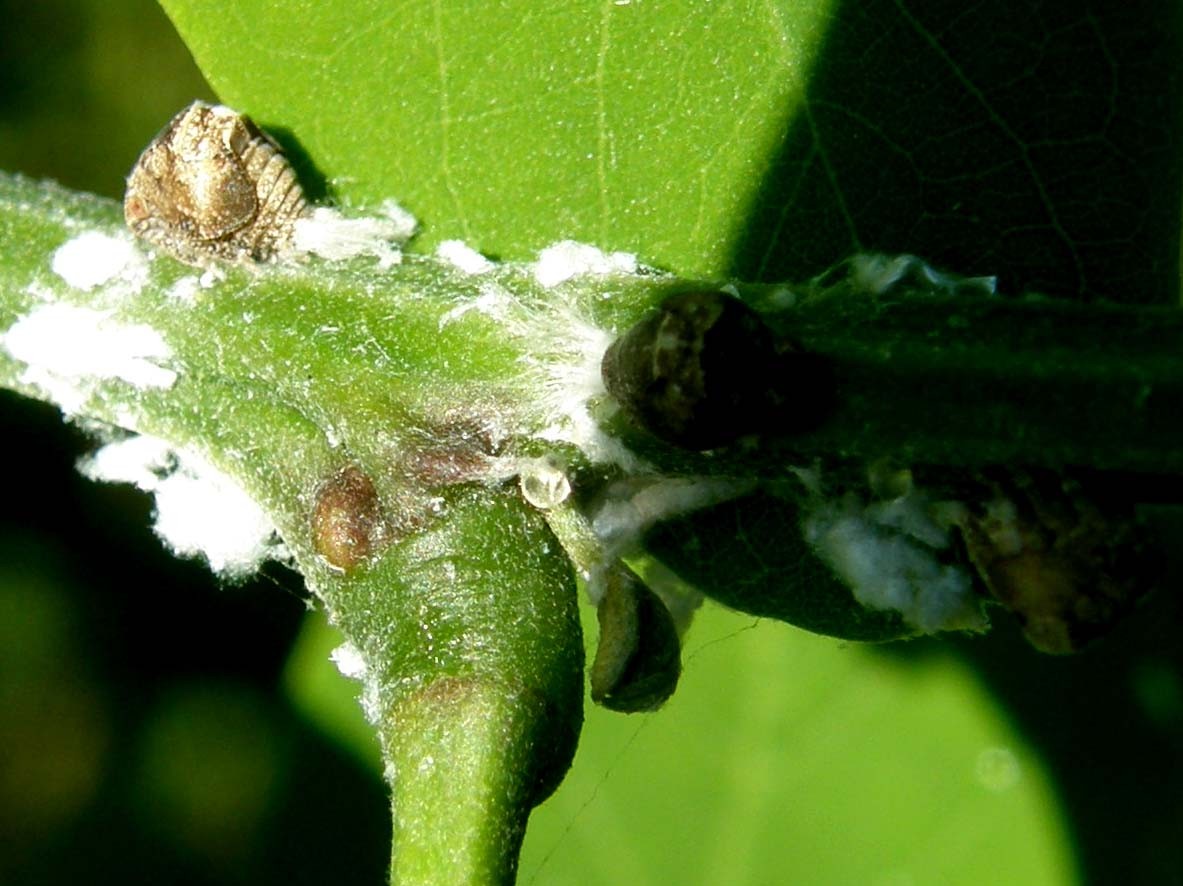 Cocciniglie? No, ninfe di Acanalonia conica
