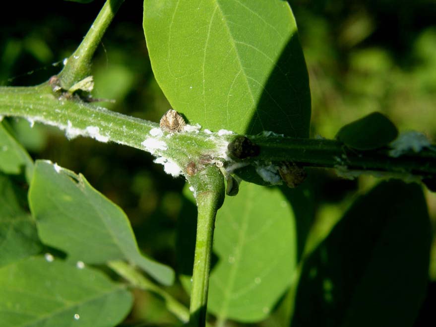 Cocciniglie? No, ninfe di Acanalonia conica
