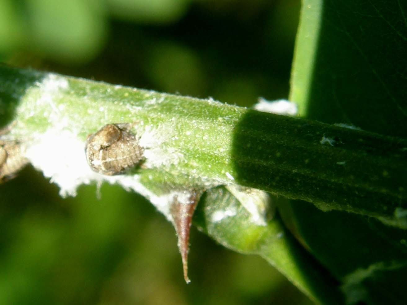 Cocciniglie? No, ninfe di Acanalonia conica